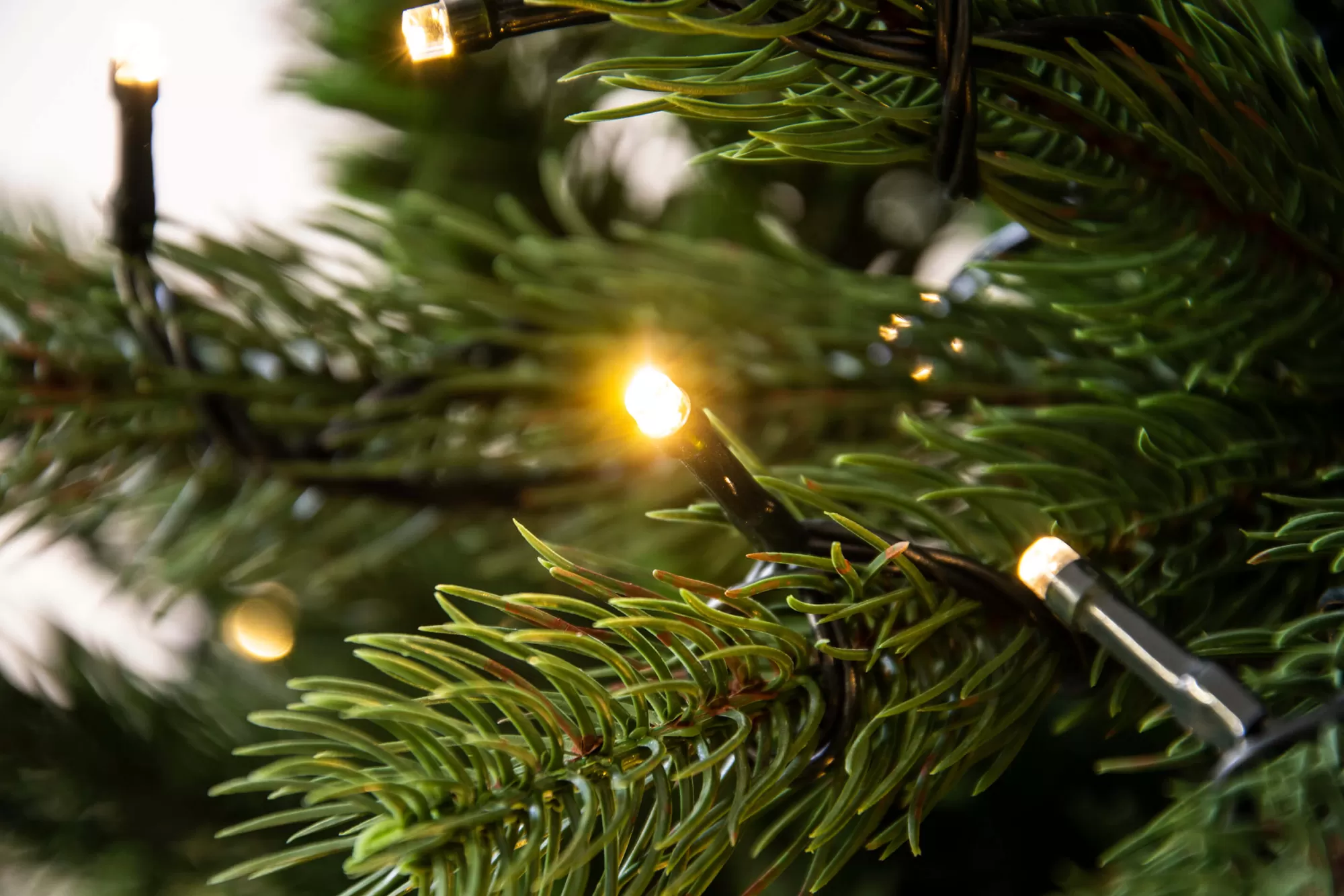 Cheap Christmas Tree World The Ultra Devonshire Fir Pre-Lit With Warm White/Multicoloured Leds (4Ft To 12Ft)